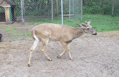 deer wildlife